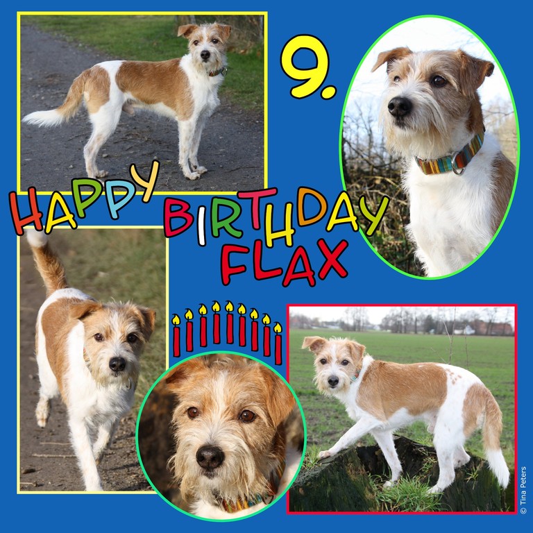 21. Januar 2012, Flax hat Geburtstag ;-)