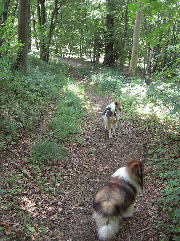 Frisbee und Nicki im Harz