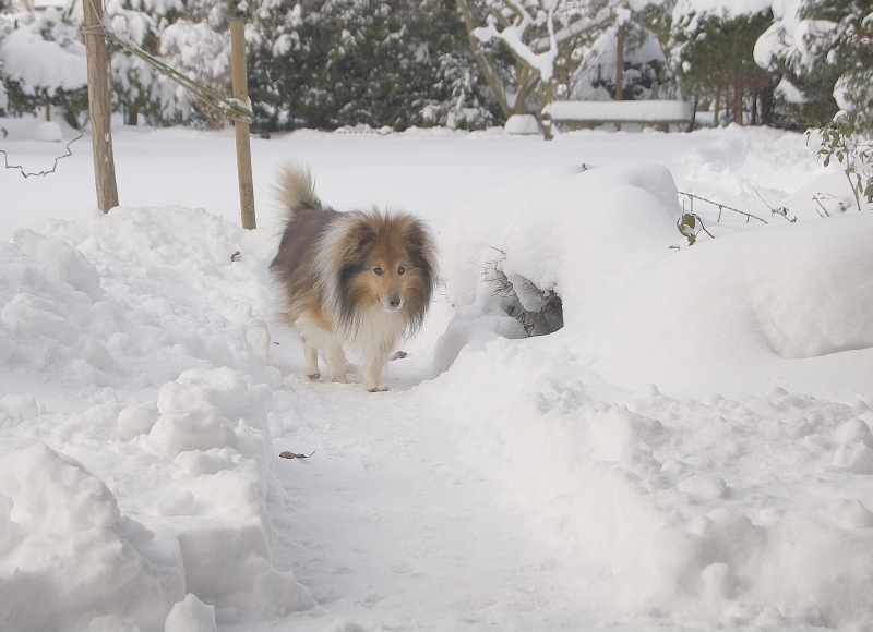 Nicki zuhause im Schneegarten