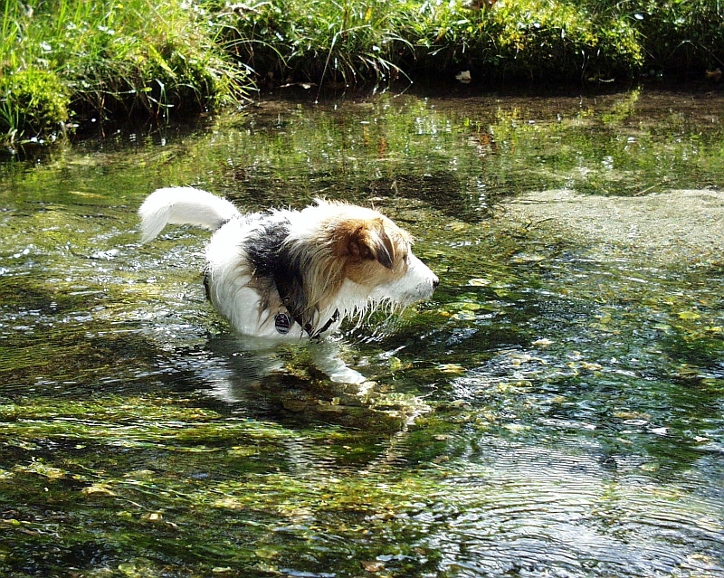 "Seehund" Frisbee