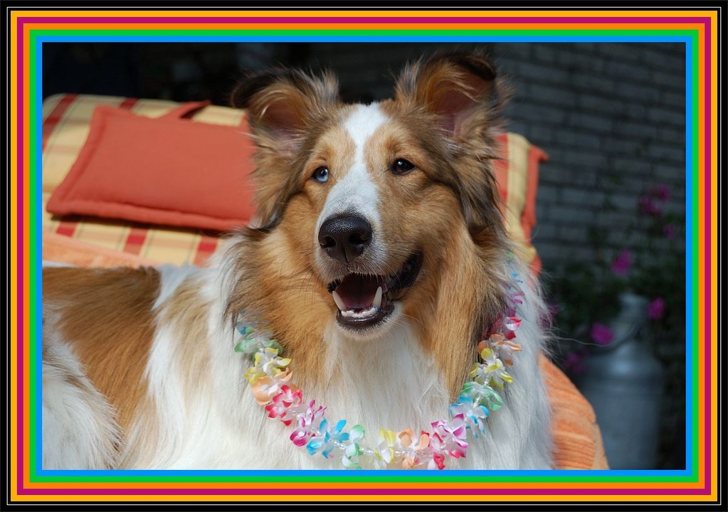 bei diesem verregnetem Juli träumt Amaretto von Hawaii ;-)