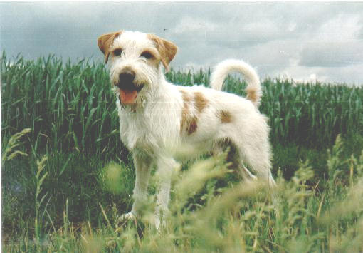 Janko
