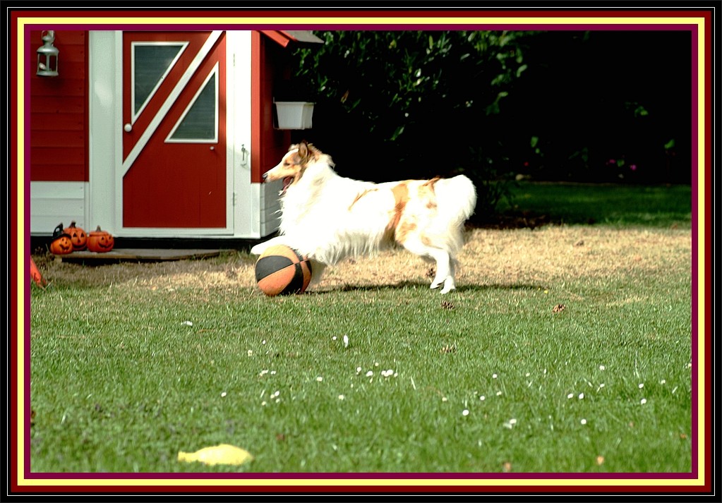 Retti:" Friiiitz, komm endlich raus aus dem Haus, lass´ uns Ballspielen!!!"