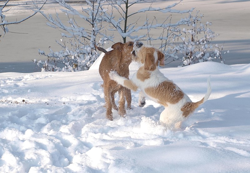 30.11.2010  Viva & Grace toben im Schnee