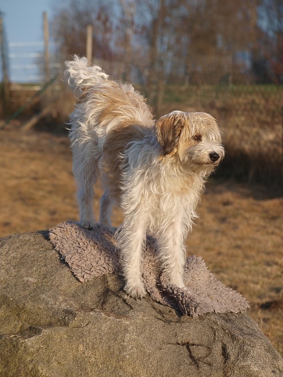 14.03.2011  Maggie mit Fernweh............  ;-)