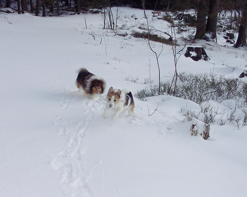 Nicki und Frisbee im Harz
