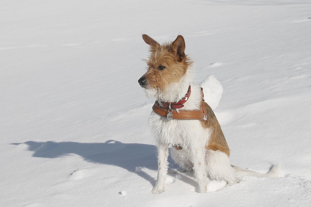 20. Februar 2012  Neee, kein Yeti, es ist nur das Minchen ;-))