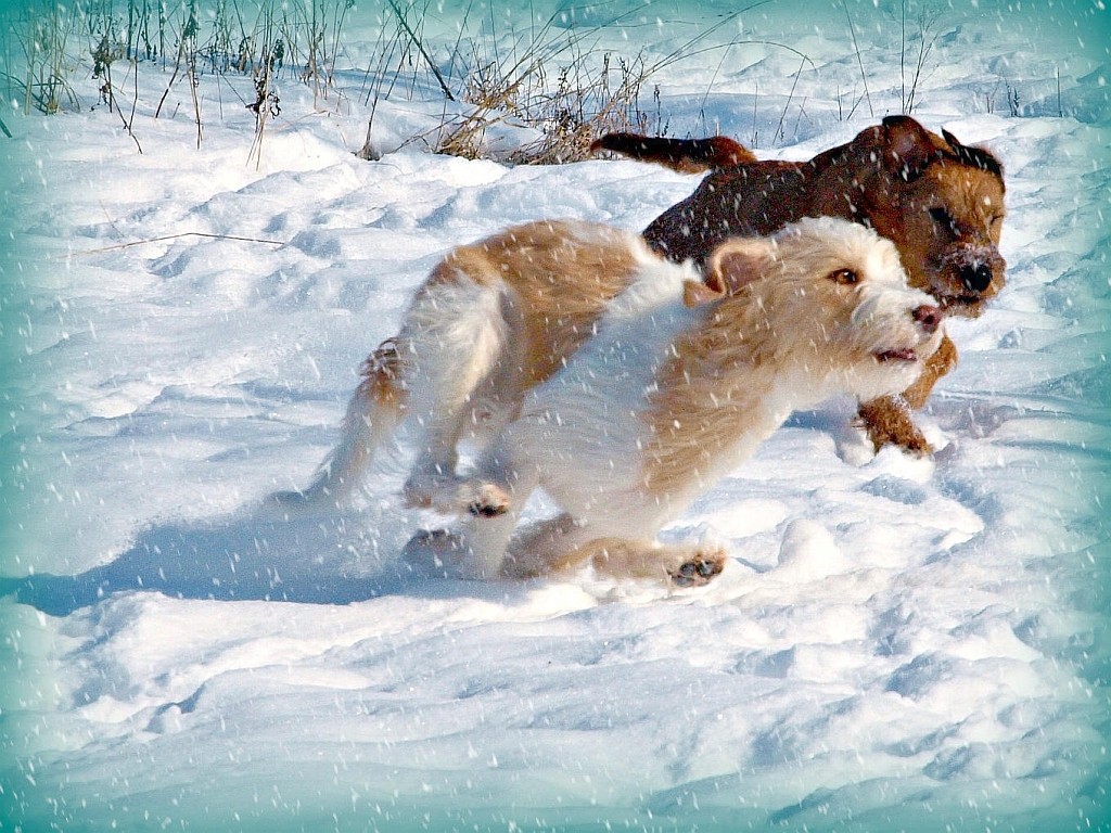 12.02.2012  Viva & Grace rennen durch den Schnee