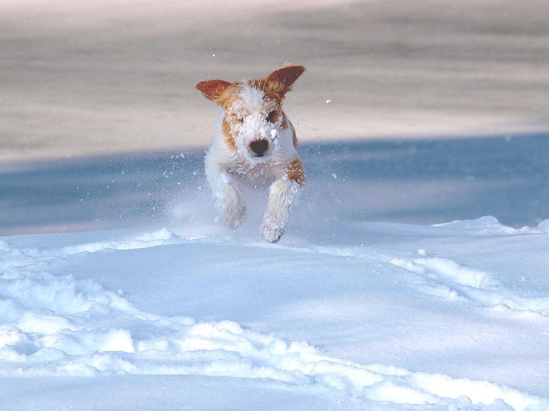 30.11.2010  Viva düst durch den Schnee