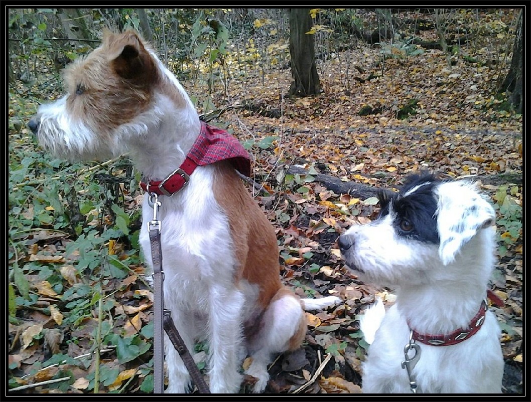 Rosi und ich im Wald