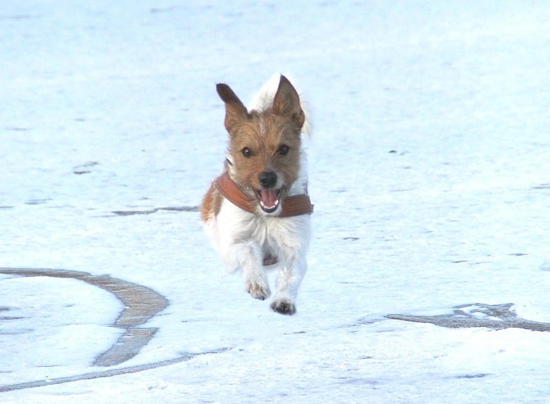 08. Februar 2012  Minchen der Eisflieger