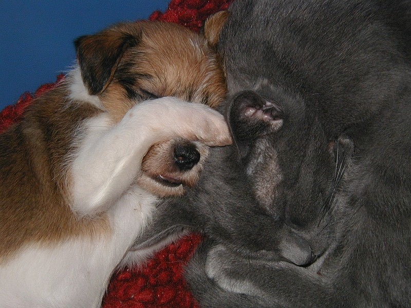29.01.2005  Raimo und Samuel im Körbchen