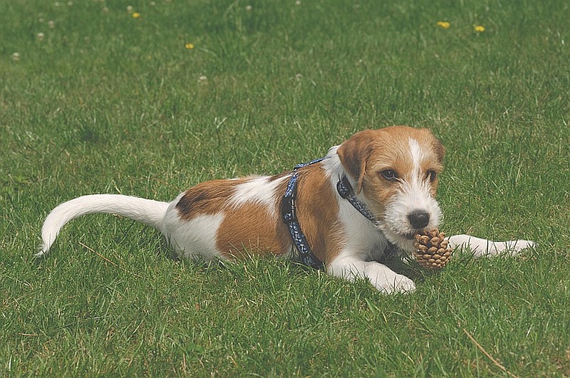 Fritz, der kleine Zapfenknacker