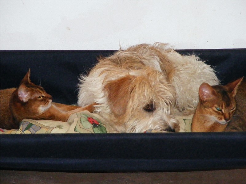 15.05.2009  Maggie, Semiramis &  Rosine im Hundebett