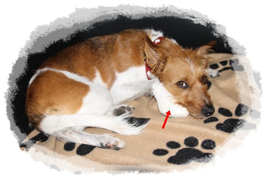20. Juni 2012  Minchen ist soooo krank! Sie hat sich im Garten verletzt, so das ihre Daumenkralle gezogen werden mußte. Sie war soo tapfer die Kleine!