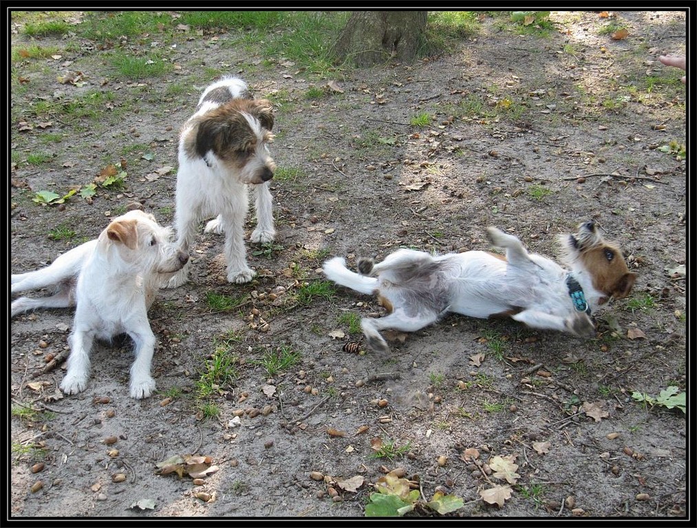 25.09.2011   "Hey Kumpels, gucktmal was ich kann!!!!"