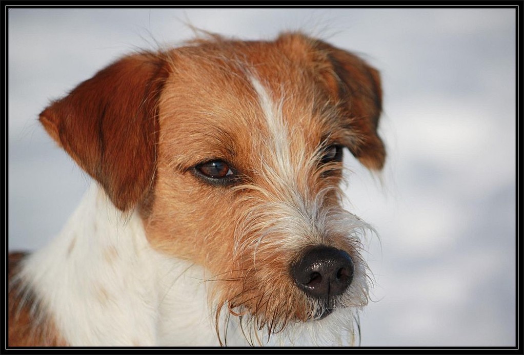 14.02.2009  eine Schnee-Flocke  ;-)