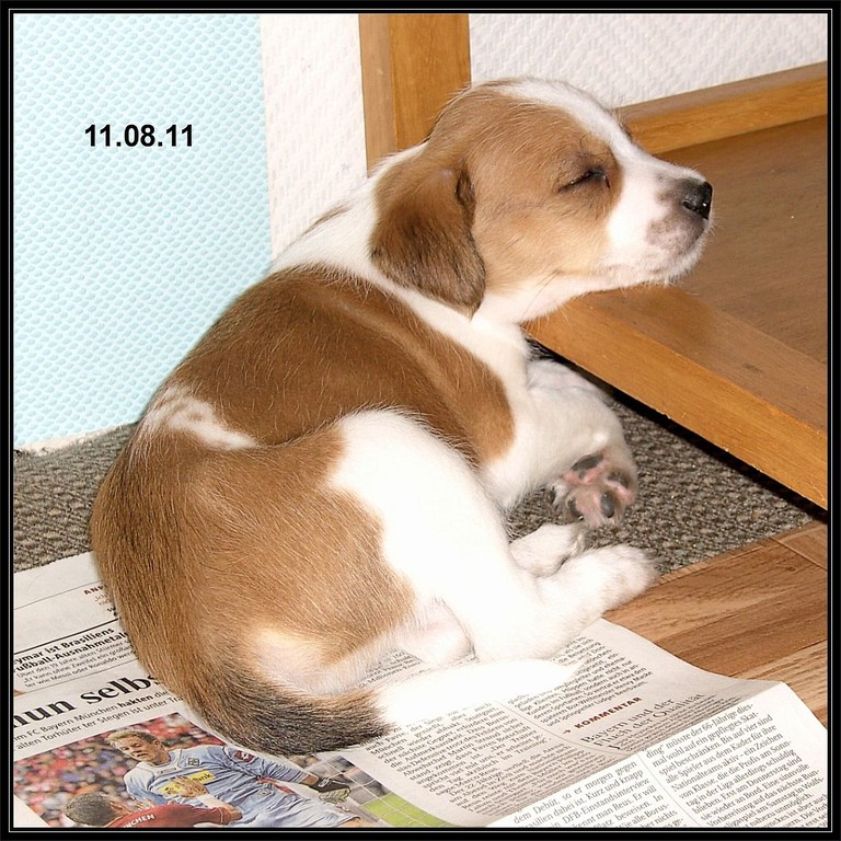 11.08.2011 "Ich bin beim Zeitungslesen eingeschlafen. Ein Buch von Lassie hätte ich lieber!!"
