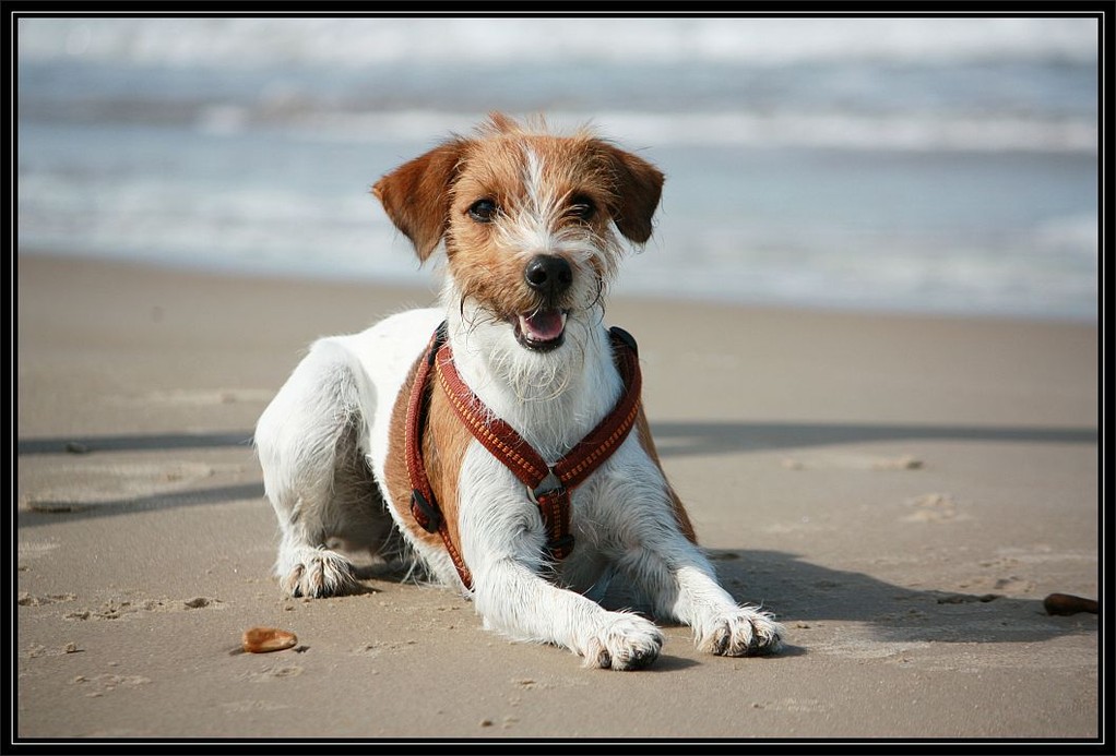 26.08.2009  Ich bin doch der geborene Seehund.....
