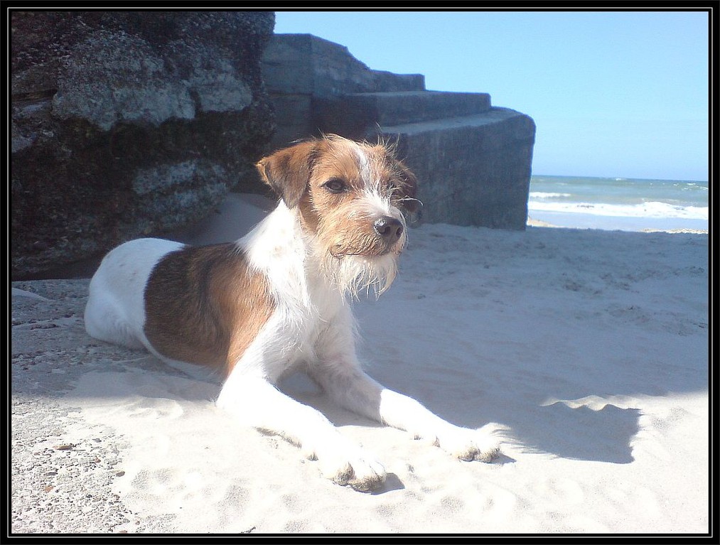 24.08.2007   Eine Strandflocke,......... ja, ....... die gibt es! ;-)