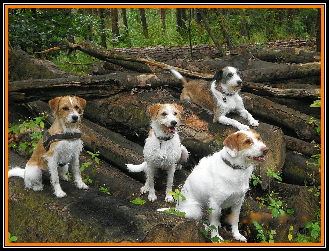 07. September 2012, Crispi, Adele, Billy & Jule im Wald