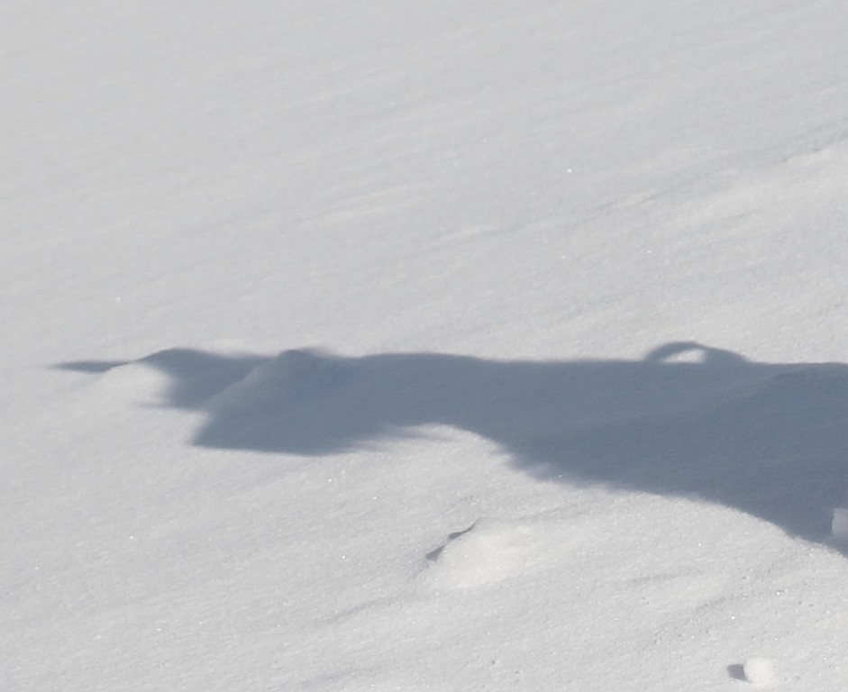 20. Februar 2012   Huch, wessen Schatten ist das denn? Kommt jetzt ein Yeti?