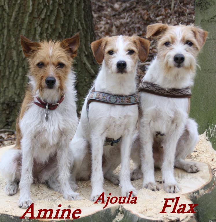Minchen, Ajoula & "Opa" Flax