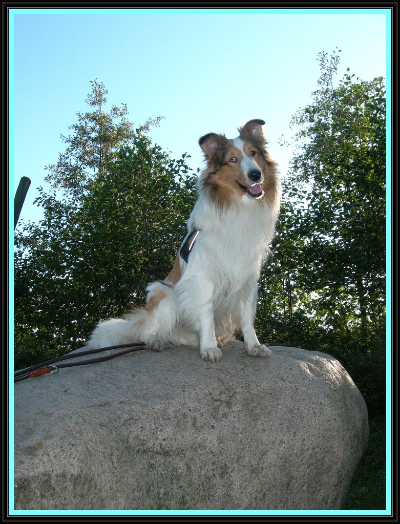 11. Oktober 2012  Amaretto auf seinem "Aussichtsfelsen" im Park