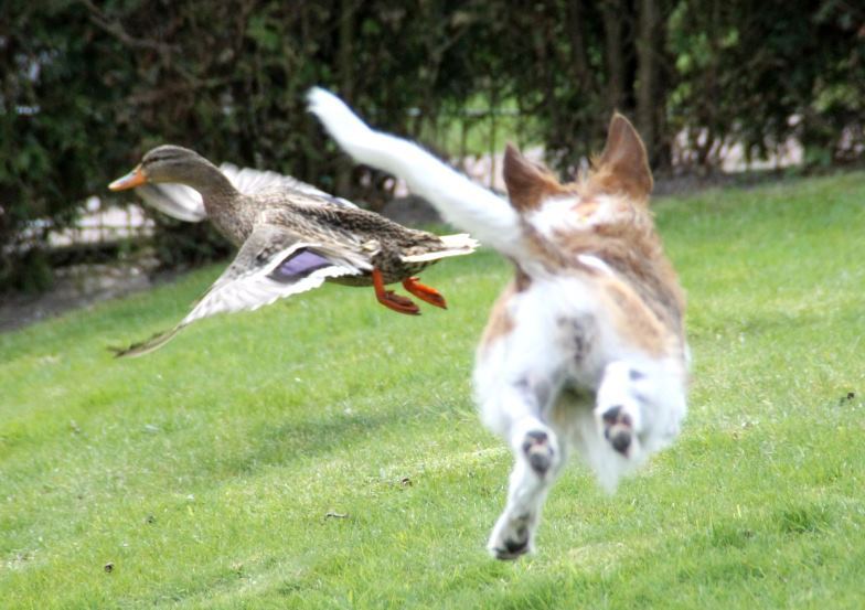 April 2012   Flugminchen und "Donald"  ;-)