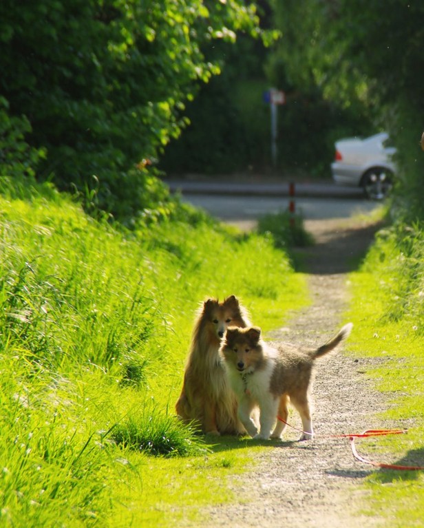 14. Mai 2012  gassie zu zweit macht viel mehr Spaß