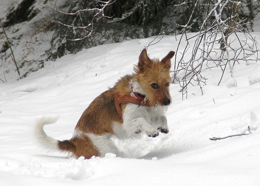 19. Februar 2012  Minchen mach den Schneehasen und hoppelt über das Feld ;-)
