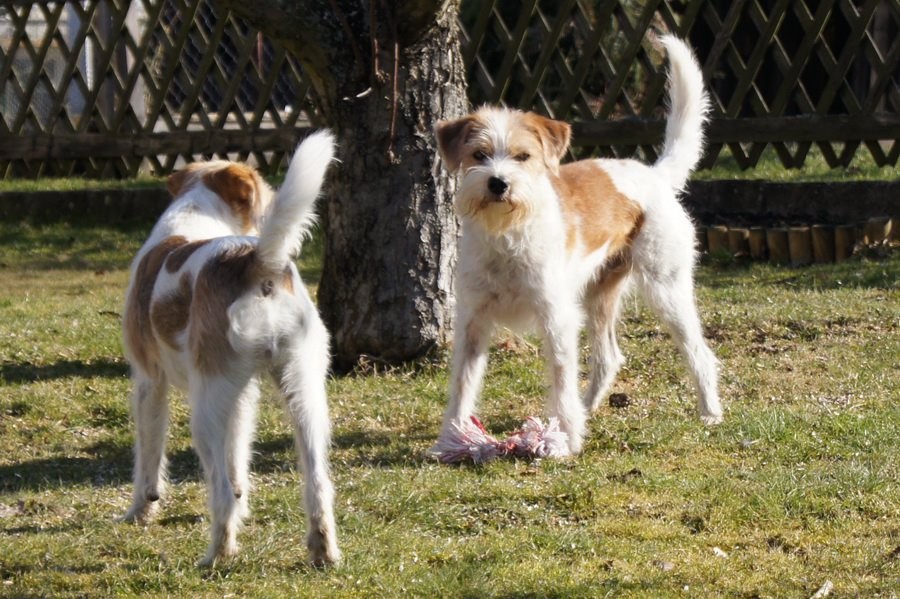 Tuba, Wurzel & das "Ding"