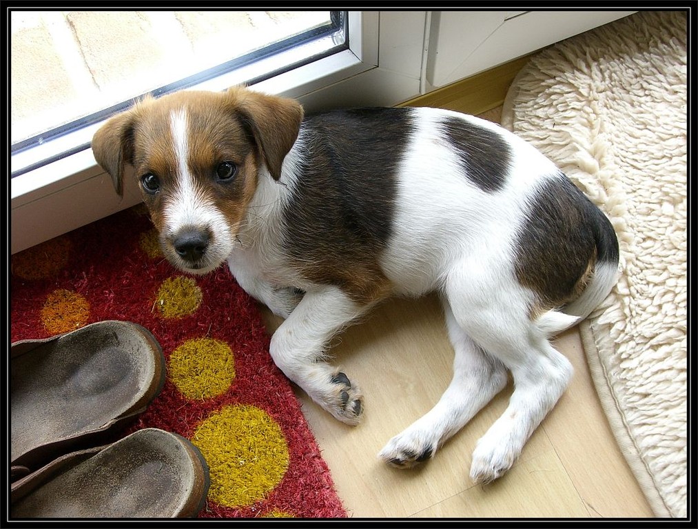 19.05.2006 Mit neun Wochen im neuen Zuhause, alles super nur die Latschen müffeln so ;-)