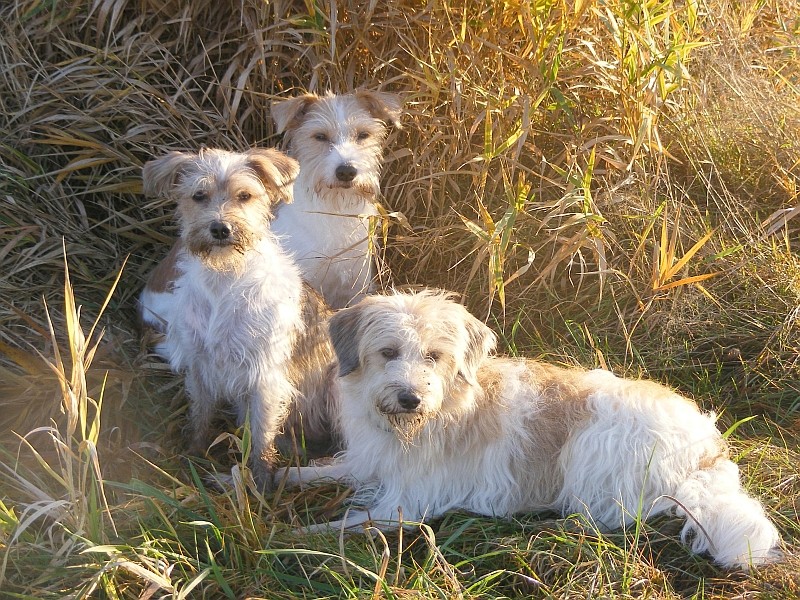 09.11.2009  Spaziergang Walderbach, Sophie, Katla & Maggie