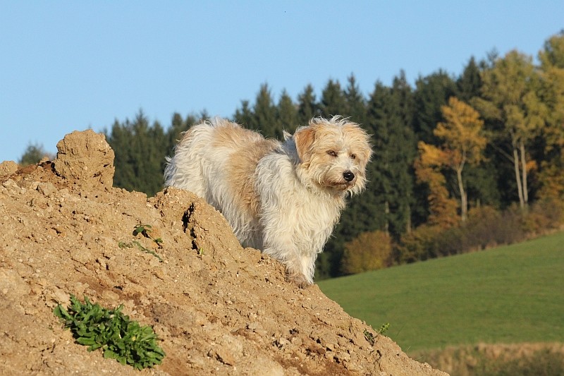 31.10.2011 Maggie (ganz oben)  ;-)