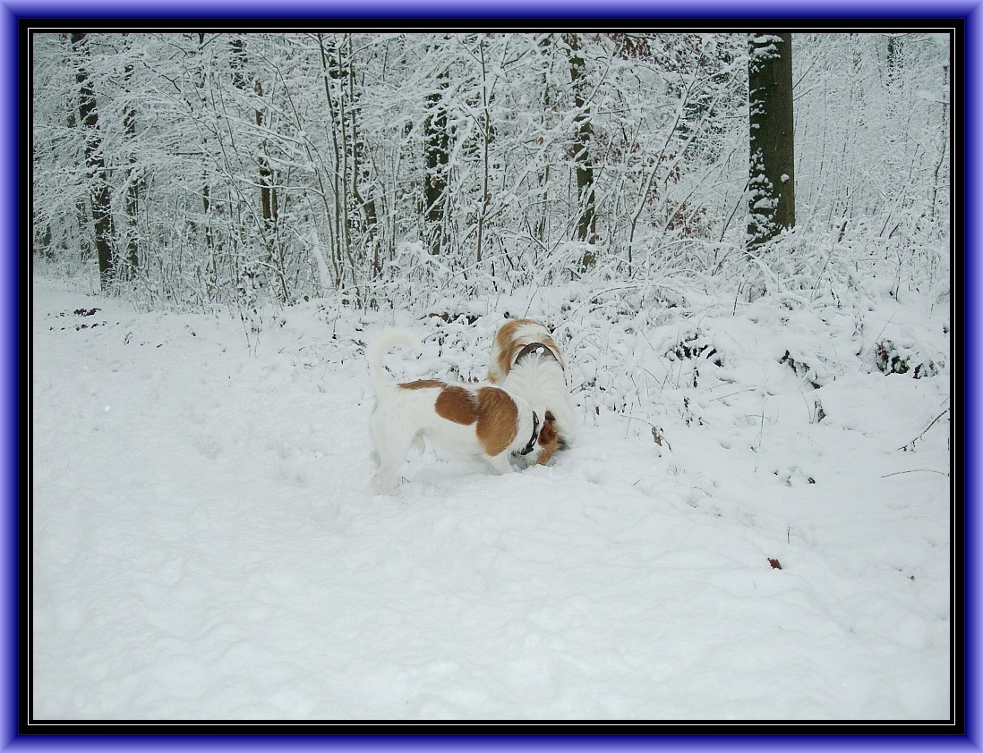 Ab ins Geisterholz, das erste Mal im Schnee....