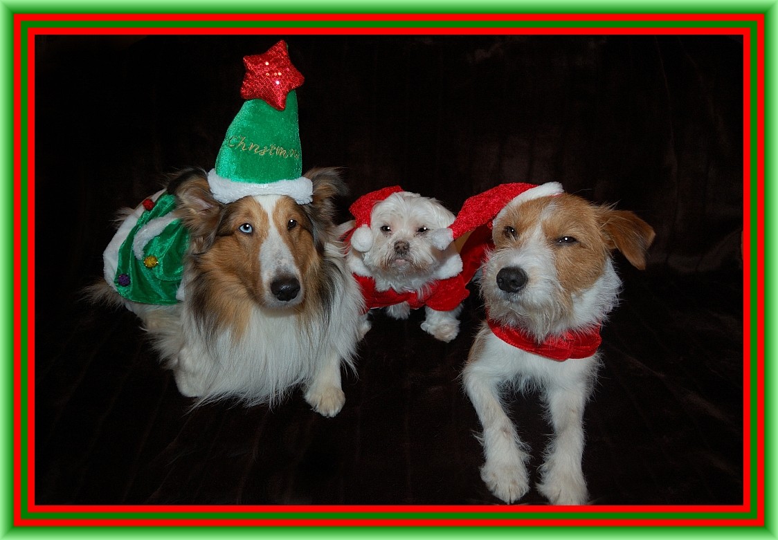 Trio infernale, hihi, mit Suzie posen für das Weihnachtsphoto