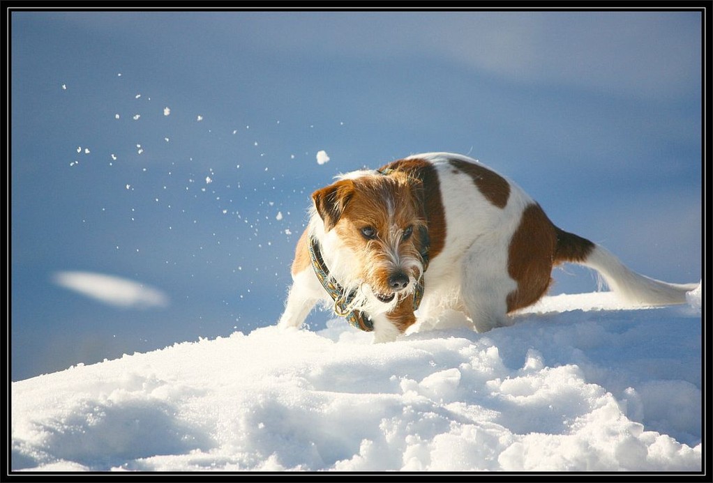 2012 im Winter   Ich, der Schnee-Kromi, dynamisch und elegant, hihihi ;-)