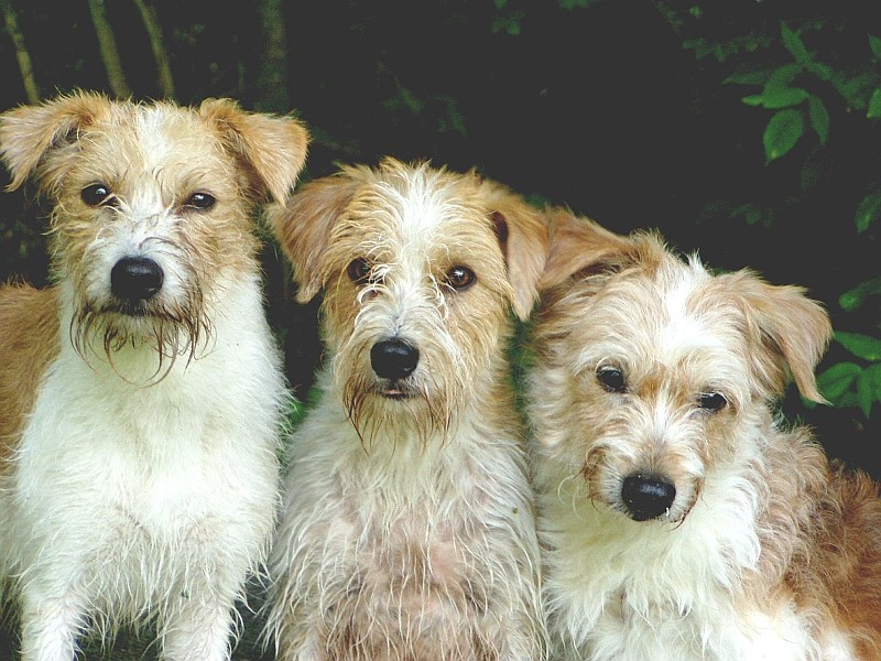 Katla, Bastia & Nauka