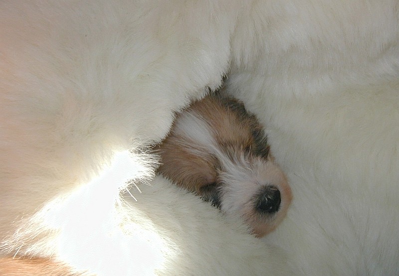 06.02.2005  R-Welpe schläft im Teddy ;-)