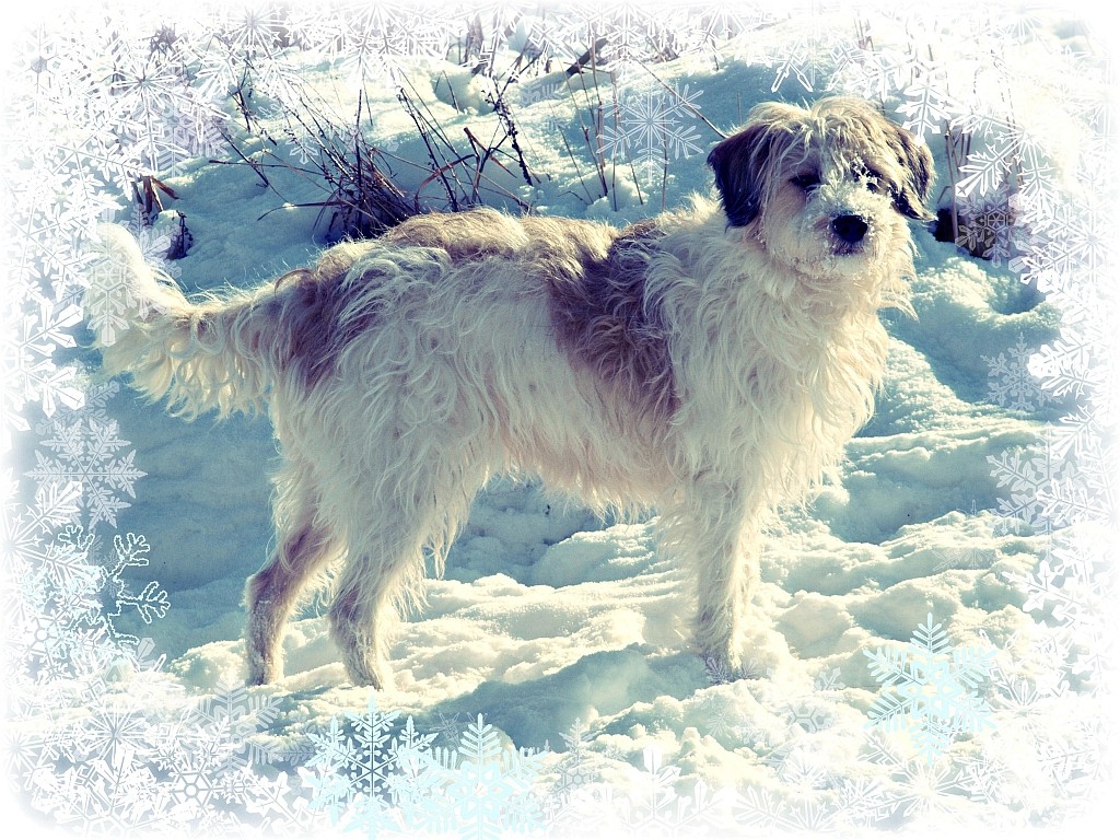 12.02.2012  Maggie im Schnee