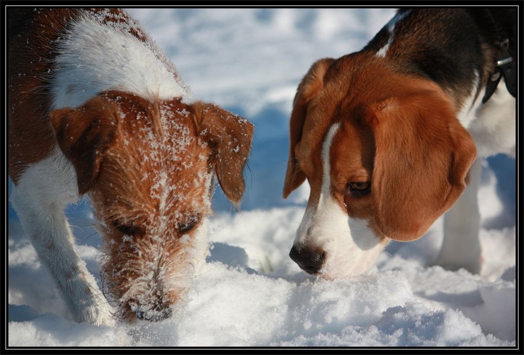 14.02.2009  Mit Kumpel Amadeus im Schnee