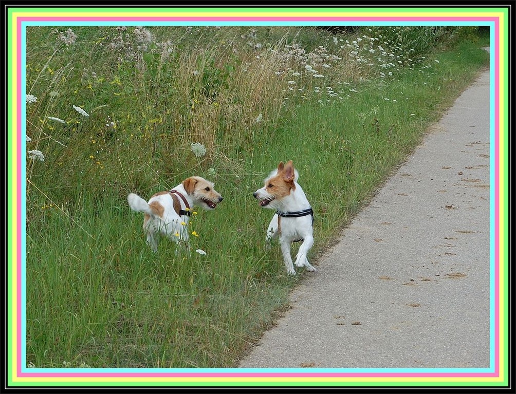 Fritz: "Hey Mädel, solln wir in die Büsche?" ---  "Zieh Leine, Kleiner!"