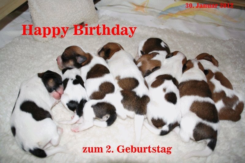30. Januar 2012   Flawenjupé's A-Wurf hat Geburtstag, alles Gute zum 2.  ;-)
