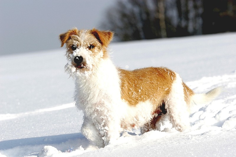 24.02.2005  Katla im Schnee