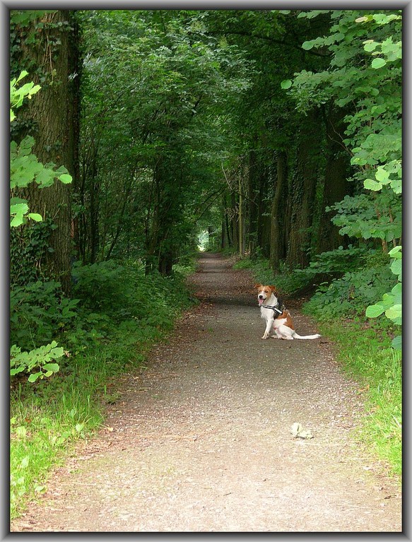 30. Juni 2012      im Geisterholz. Fritz, bestellt, aber nicht abgeholt. ;-)