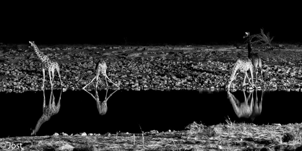 Nachts am Wasserloch mit Giraffen