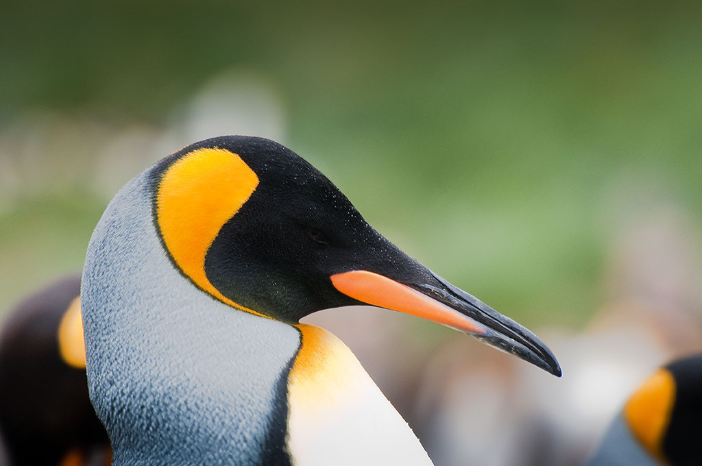 Königspinguine auf Süd-Georgien