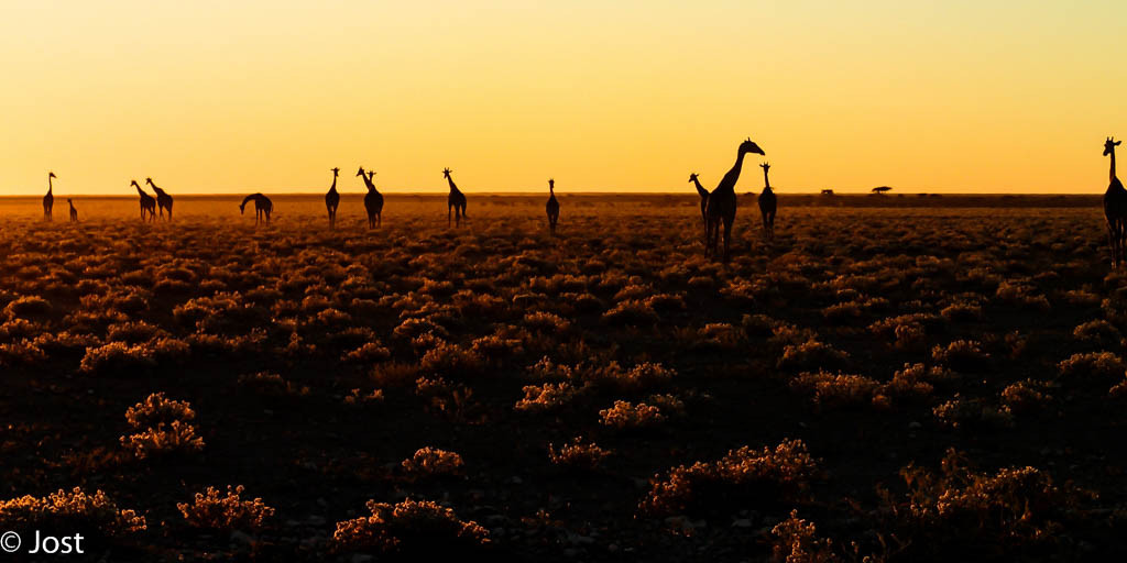 Sonnenaufgang mit Giraffen im Etosha Nationalpark Namibia