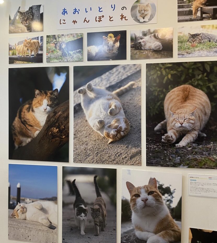 猫の合同写真展＆物販展「ねこ休み展 2022夏」に出展します